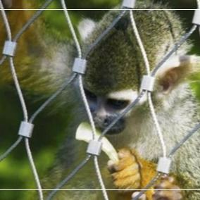316 Griglia di filo di acciaio inossidabile per recinti per animali zoologici