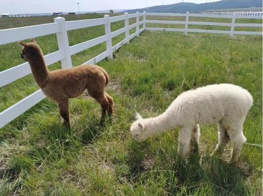 Recinzione in vinile per impianti pesanti colore bianco 3 binario 4 binario cavallo recinzione agricola in PVC