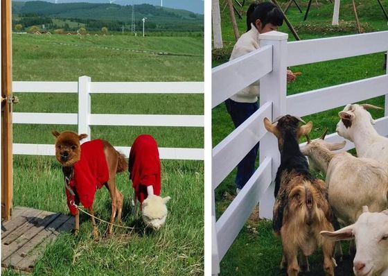 1.2m Altezza Bianco 3 binari Fence di vinile pesante Fence da fattoria in PVC cavallo