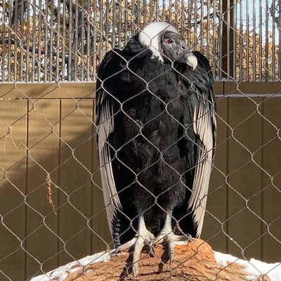 Rete metallica in filo di acciaio inossidabile 304/316 per recinzioni di zoo