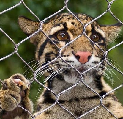 Rete metallica in filo di acciaio inossidabile 304/316 per recinzioni di zoo