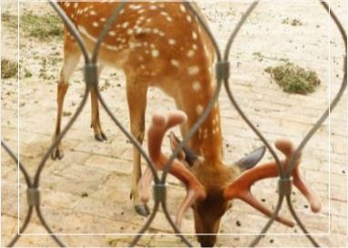Rete in acciaio inox da 3mm, intreccio 7x7, per recinzioni di zoo e aeroporti