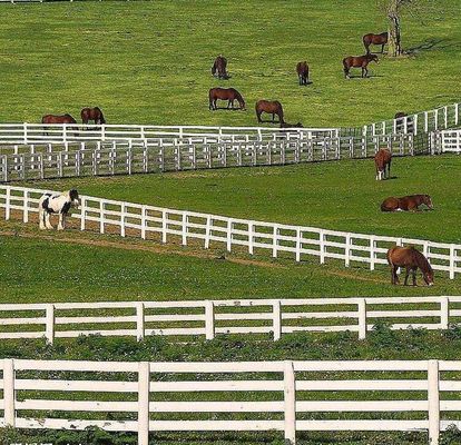 Cavo saldato anti salita Mesh Fence No Rot 4 rotaie posta e PVC bianco della ferrovia per l'azienda agricola del cavallo