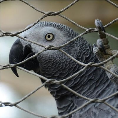 Griglia di filo di acciaio inossidabile a nodi di alta resistenza per recinto zoologico