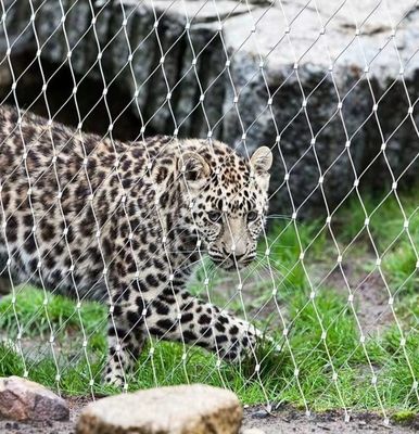 Affidabile 304 acciaio inossidabile rete di cavi nero ossidazione