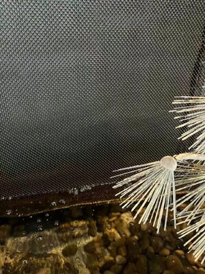 Drappi decorativi a spirale in acciaio inossidabile per rete a parete a cascata